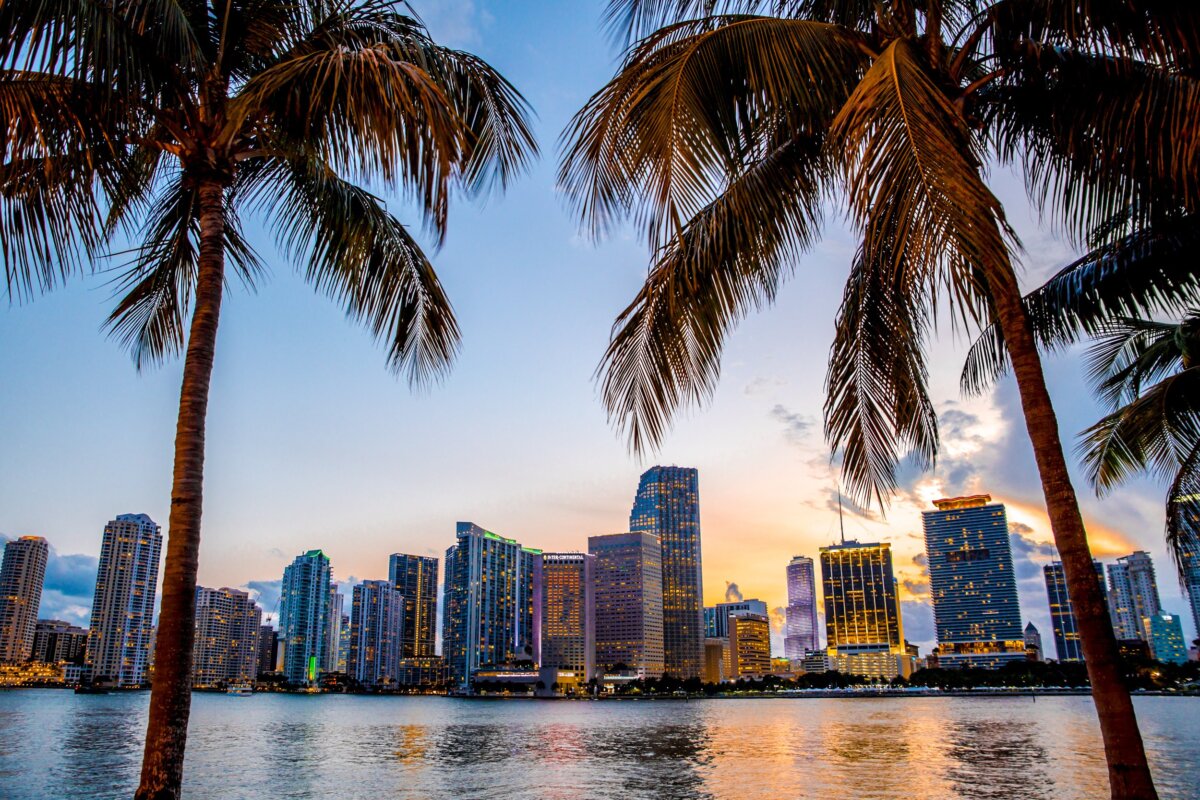 The Miami skyline between palm trees
